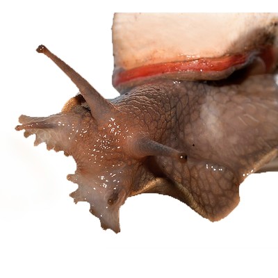 Megalobulimus oblongus (Мегас)